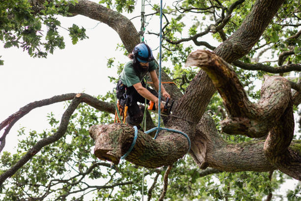 Trusted Mount Healthy, OH Tree Services Experts